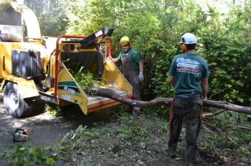 tree services Cambria